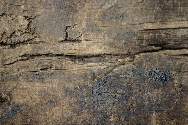 Oil stained old grunge wood texture — Stock Photo, Image