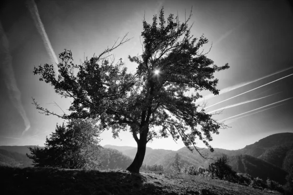 Meadow with grass on a hilltop and big autumn tree black and white artistic photo — Stock Photo, Image