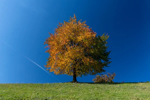 Hell gefärbter Herbstbaum mit klarem blauen Himmel — Stockfoto