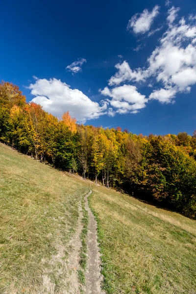 Autumn forest and path in the meadow with beautiful blue cloudy sky — Stock Photo, Image