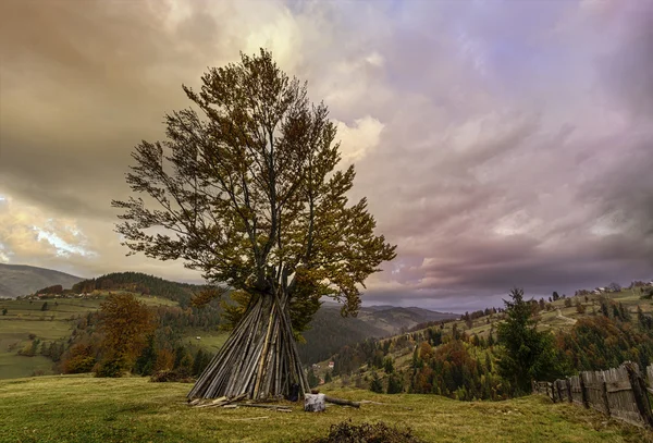 Paisaje con cielo dramático de árbol y hermosos colores otoñales — Foto de Stock