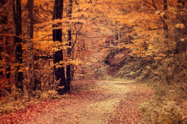 穿过秋天森林的路径 — 图库照片