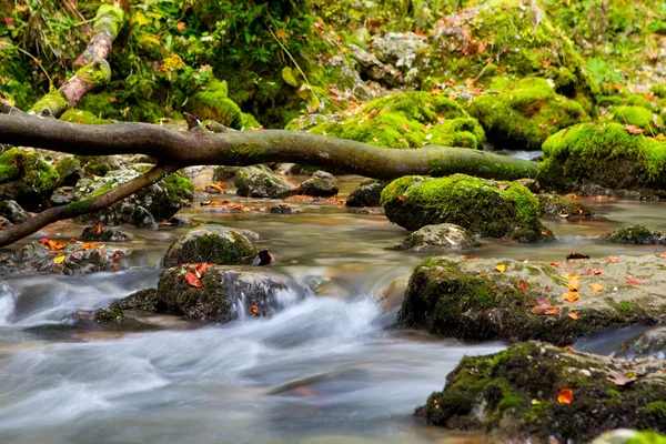 Creek closeup in the mountains — Stock Photo, Image