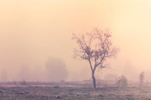 Misty escena de la mañana con árbol solitario — Foto de Stock