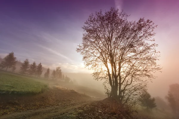 Misty escena de la mañana con árbol solitario — Foto de Stock