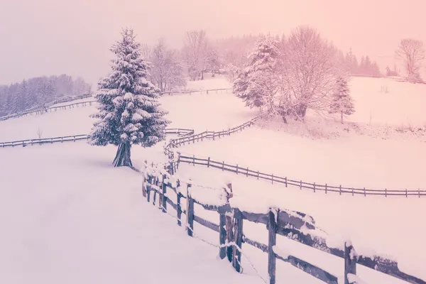 Paisagem de inverno com árvores cobertas de neve na colina - Transilvânia — Fotografia de Stock