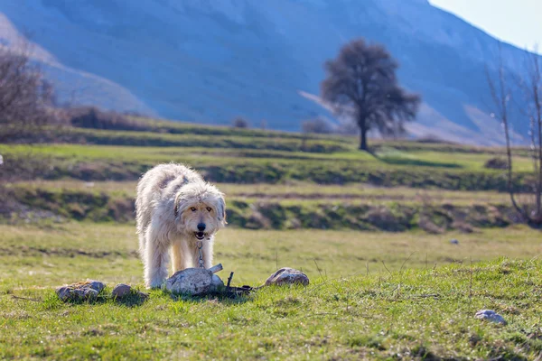 Cane pastore rumeno nelle montagne della Transilvania — Foto Stock