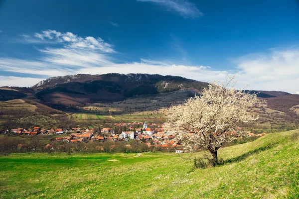 Pueblo bajo las montañas de Transilvania con solitarios árboles de primavera . — Foto de Stock