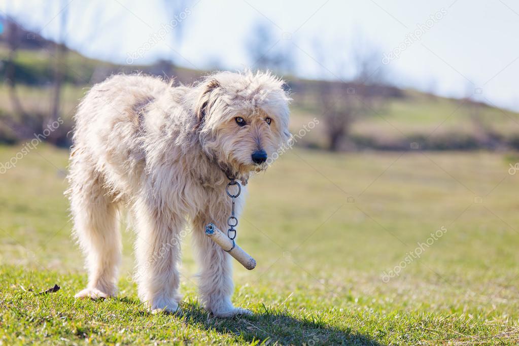 Romanian shepherd dog in the Transylvanian mountains