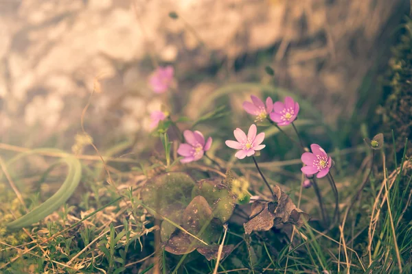 Весняні вінтажні красиві квіти — стокове фото