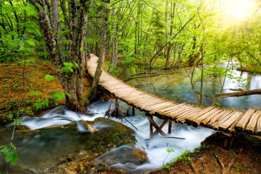 Deep forest stream with crystal clear water in the sunshine. Plitvice lakes, Croatia clipart