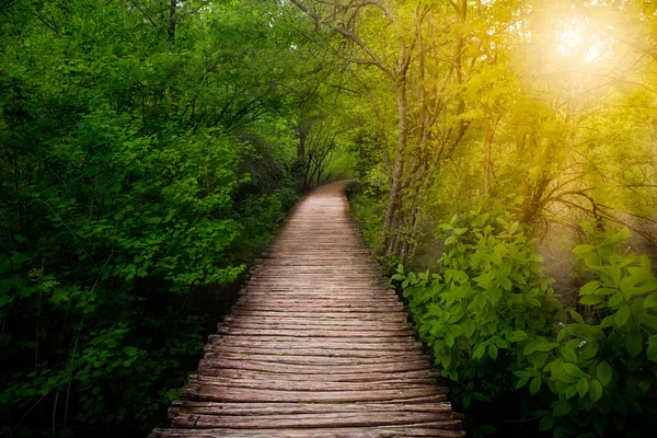 Güneş altında derin orman yolu. Plitvice Gölleri, Hırvatistan
