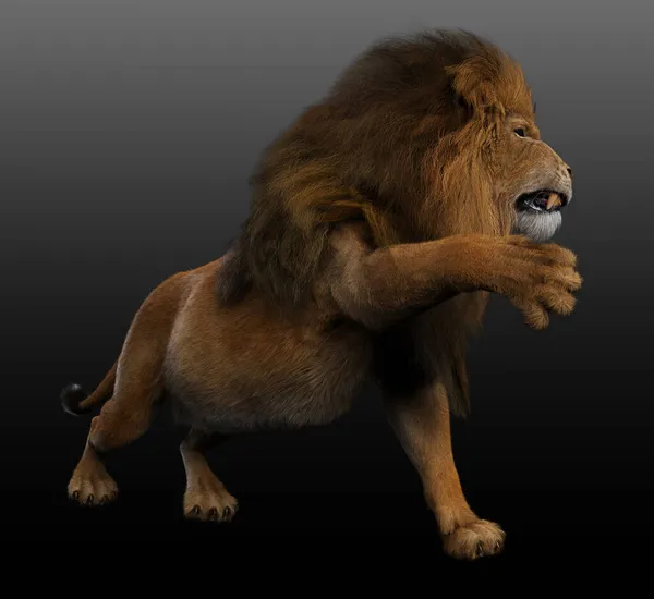 Cgi Snarling Lion Golden Male Lion — 스톡 사진