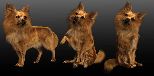 Cgi Long Haired Chihuahua Dogs Different Poses — 图库照片