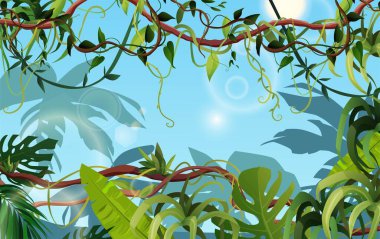 Liana ya da tropik yapraklı sarmaşık dalları. Çizgi film vektör çizimi. Orman tropikal tırmanma tesisleri.