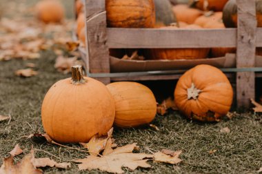 Cadılar Bayramı için balkabağı ya da balkabağı turtası. Eğlence Ekim sonbahar gelenekleri. Cadılar Bayramı geçmişi. Yüksek kalite fotoğraf