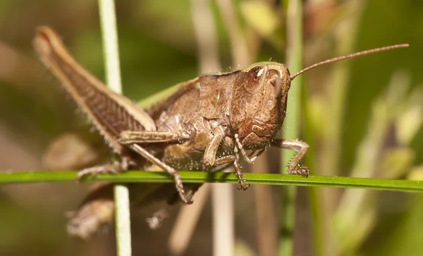 Grasshopper — Stock Photo, Image