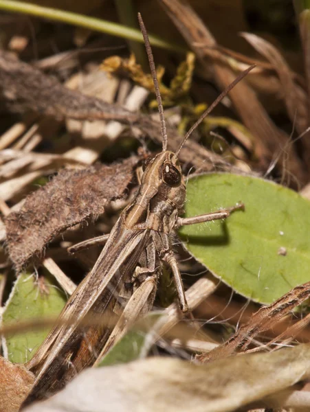 Grasshopper — Stock Photo, Image