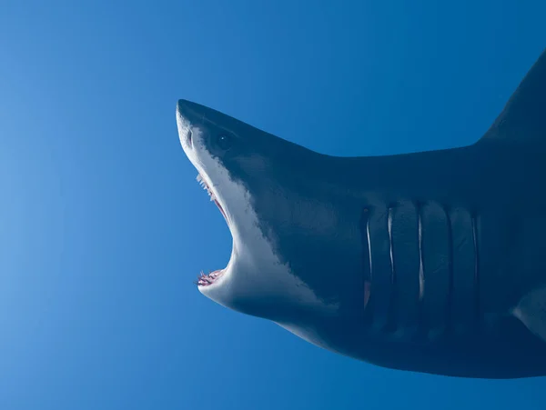 Gran Tiburón Blanco Con Boca Abierta Lado Gran Angular Foto —  Fotos de Stock