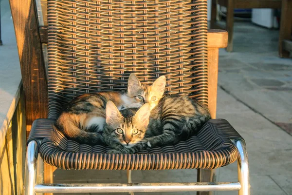 Tagesaufnahme Von Süßen Katzen Auf Der Straße — Stockfoto