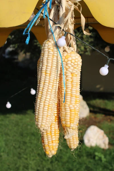 Egy Rakás Száraz Kukorica Egy Farm Hátterében — Stock Fotó