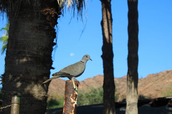 Gray dove bird sitting on tree branch