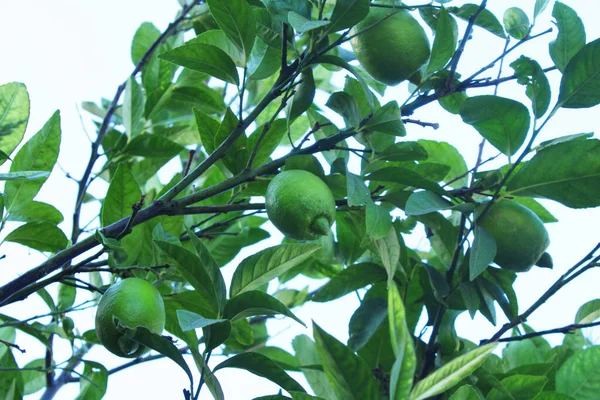 Zralé Citronové Plody Větvi Stromu — Stock fotografie