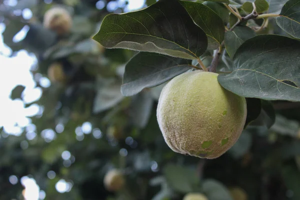 Primer Plano Frutos Rama Árbol Jardín Concepto Flora Naturaleza —  Fotos de Stock