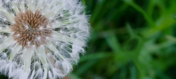 Pelusa de diente de león — Foto de Stock