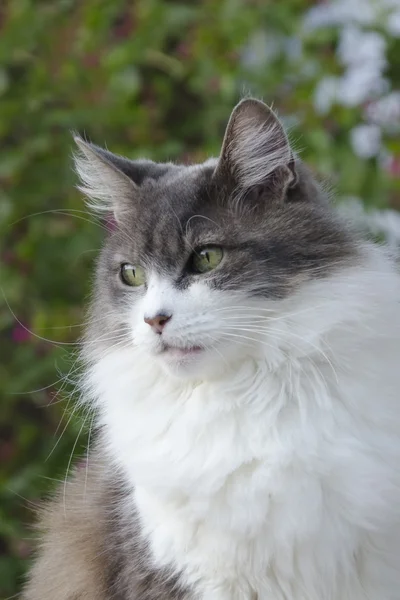 kedi bitki kökenli