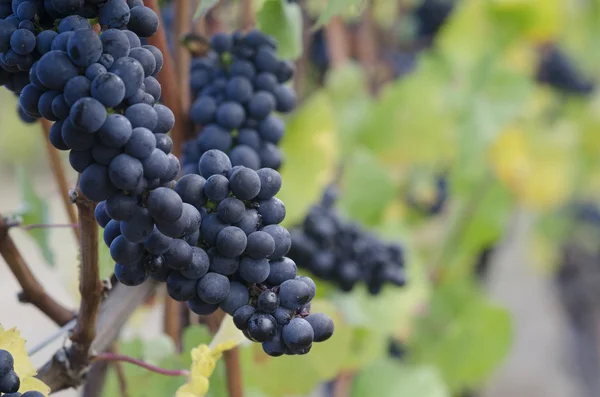 Pinot Noir grapes — Stock Photo, Image