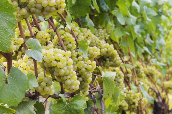 Chardonnay-druiven op wijnstok — Stockfoto