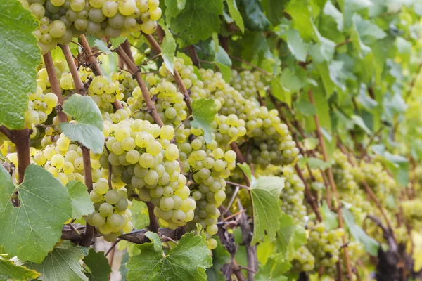 Chardonnay druer på vin - Stock-foto