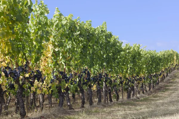 Graceful grapevines — Stock Photo, Image