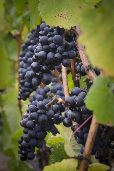 Viněta hroznů Pinot noir — Stock fotografie