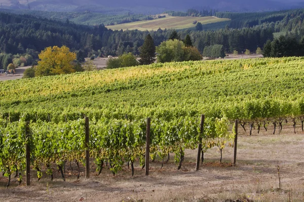 Two Vineyards — Stock Photo, Image