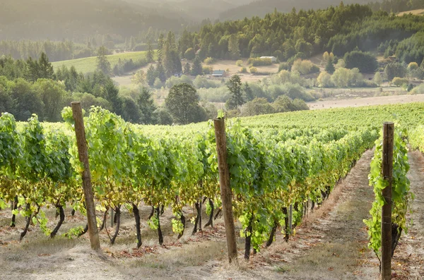 Oregon wine country — Stock Photo, Image