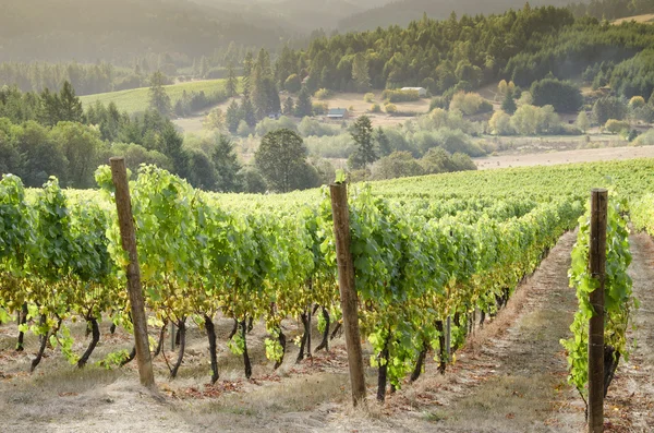 Oregon vinařské země Stock Snímky