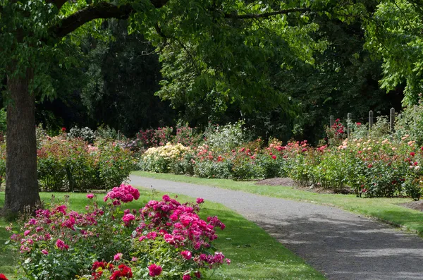 Rosengarten — Stockfoto