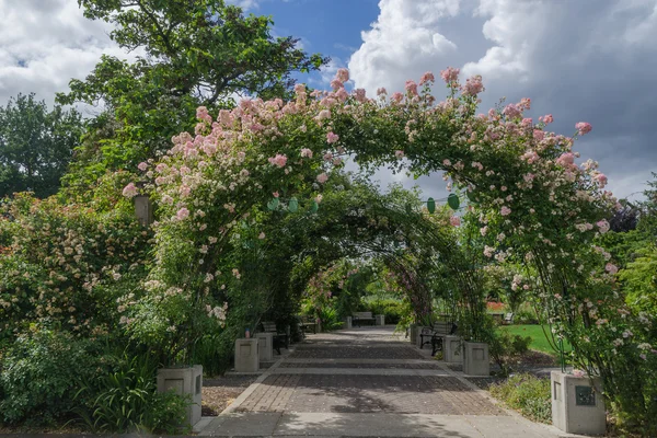 Roseway kemer — Stok fotoğraf