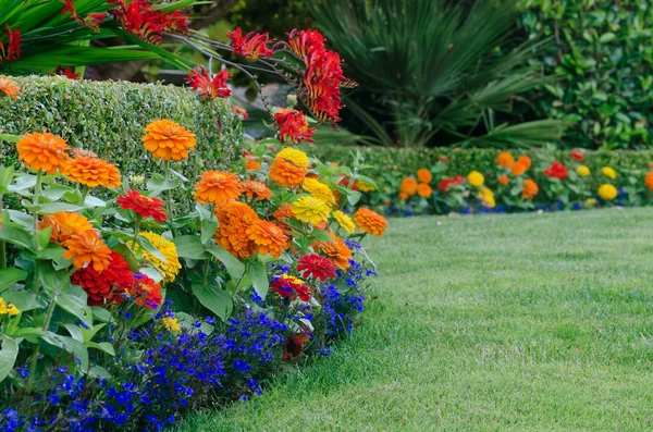 Farbenfrohes Gartendetail — Stockfoto