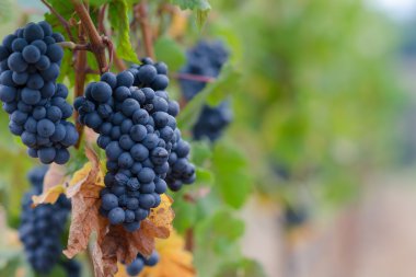 Pinot noir üzüm arka plan