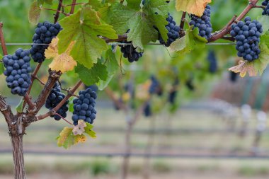 Pinot noir üzüm kenarlık