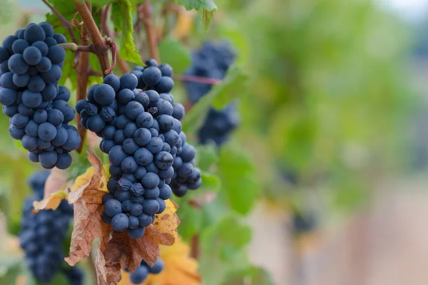 Pinot Noir grape background — Stock Photo, Image