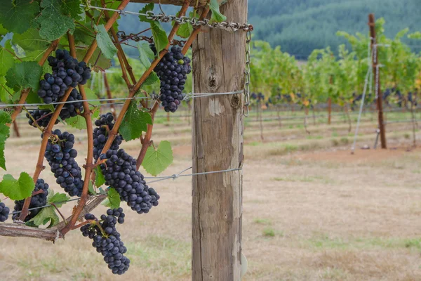 Clústeres de Pinot Noir con fondo de viñedo — Foto de Stock