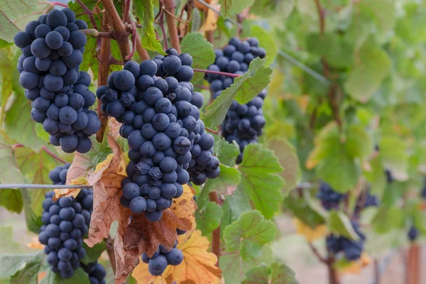 Pinot Noir grape clusters Royalty Free Stock Photos