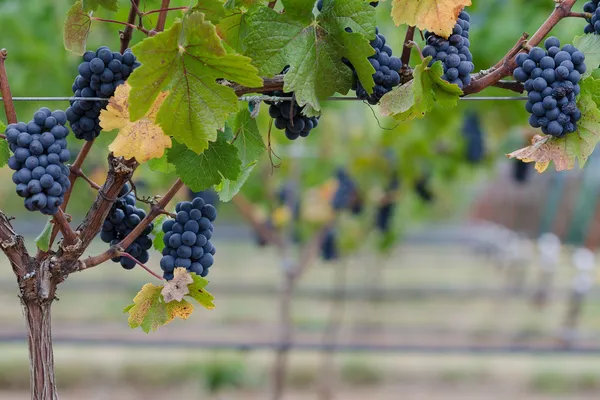 Pinot Noir bordure de raisin Images De Stock Libres De Droits