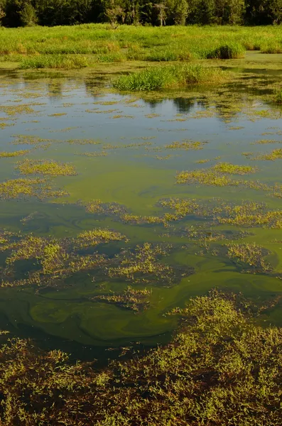 Pollen omfattas sjön på laura s walker state park — Stockfoto