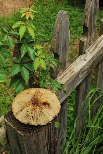 Paddestoel de onderzijde — Stockfoto