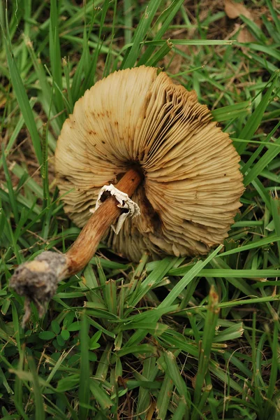 Перевернутый гриб — стоковое фото